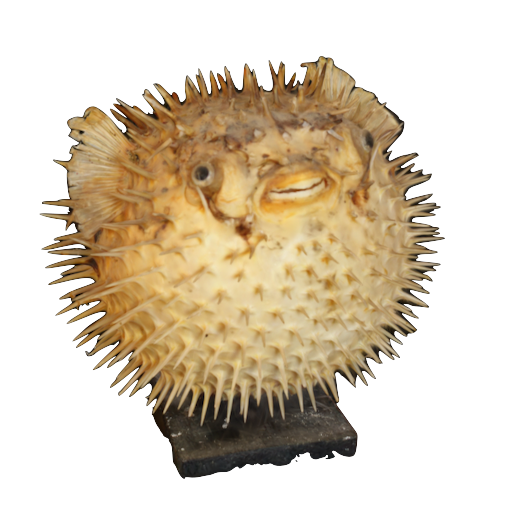 Taxidermised Porcupine Fish